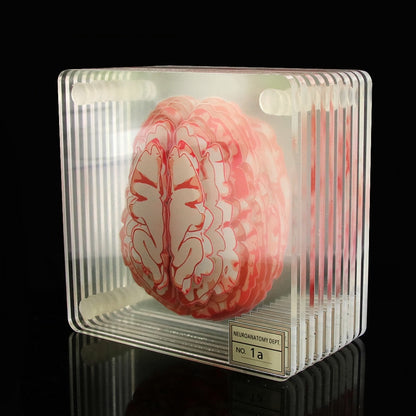 Acrylic Non-Slip Brain Coasters Set of 10 by HitMyNeed