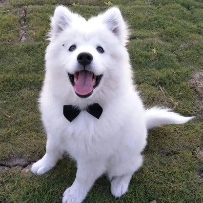 Adjustable Bow Tie Collar for Small Dogs & Cats by HitMyNeed