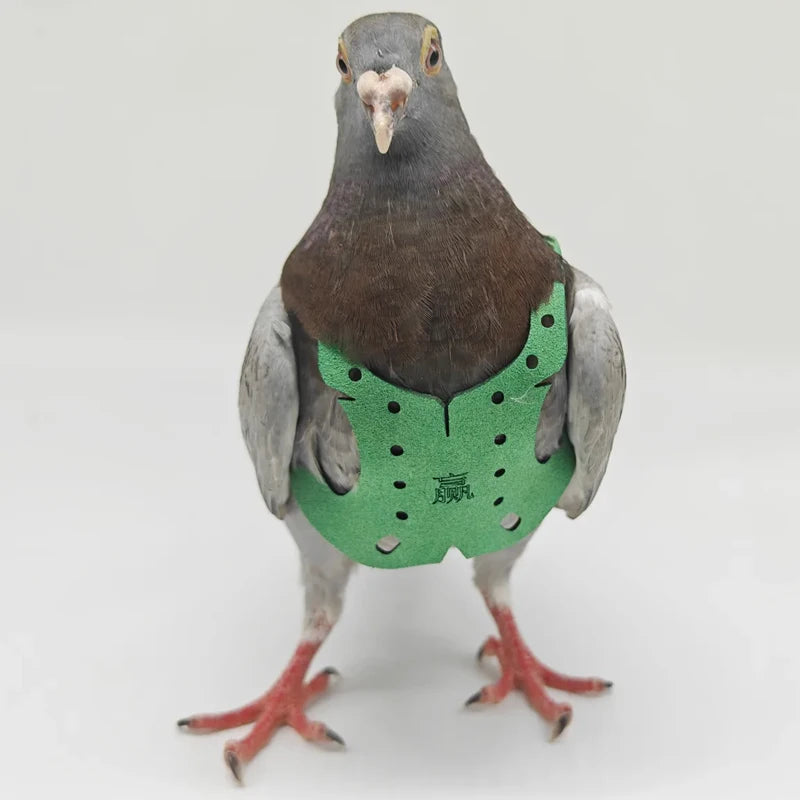 Adjustable Parrot and Pigeon Harness with Leash by HitMyNeed