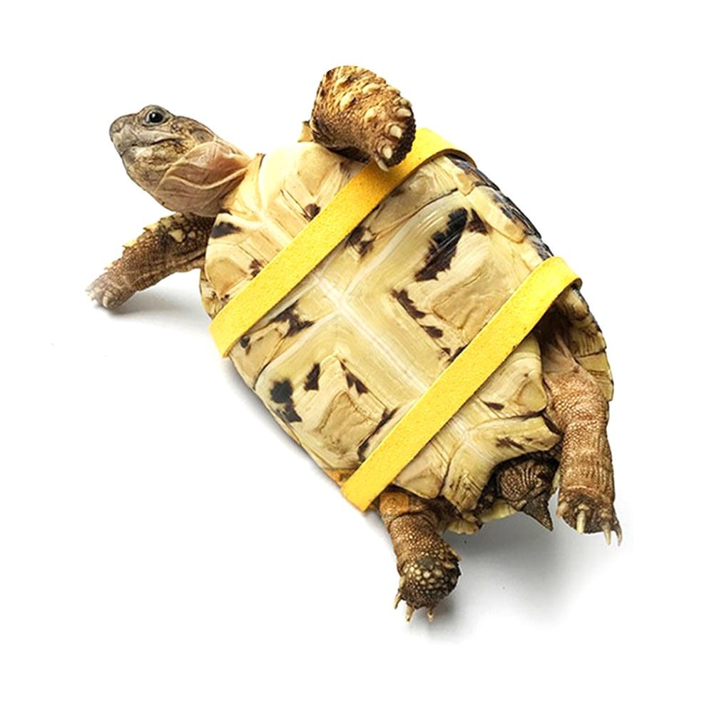 Adjustable Turtle Harness Leash, 1.2 m by HitMyNeed