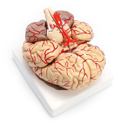 Anatomical 3D Human Brain Model, Life-Size by HitMyNeed