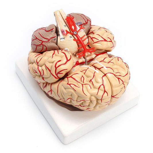 Anatomical 3D Human Brain Model, Life-Size by HitMyNeed