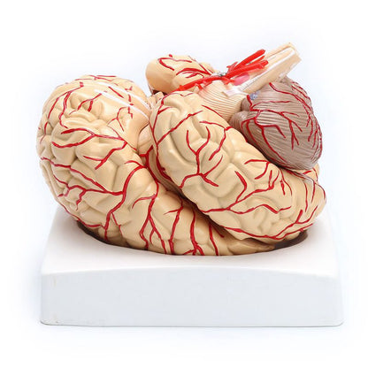 Anatomical 3D Human Brain Model, Life-Size by HitMyNeed
