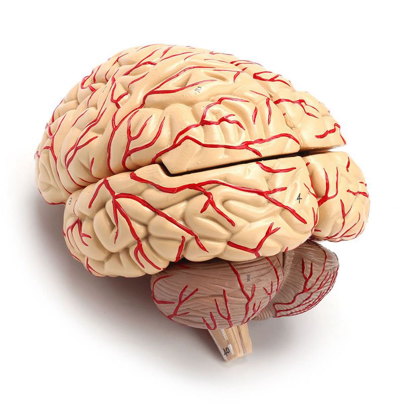 Anatomical 3D Human Brain Model, Life-Size by HitMyNeed
