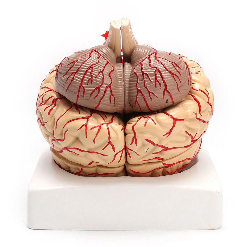 Anatomical 3D Human Brain Model, Life-Size by HitMyNeed