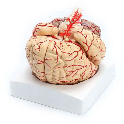Anatomical 3D Human Brain Model, Life-Size by HitMyNeed