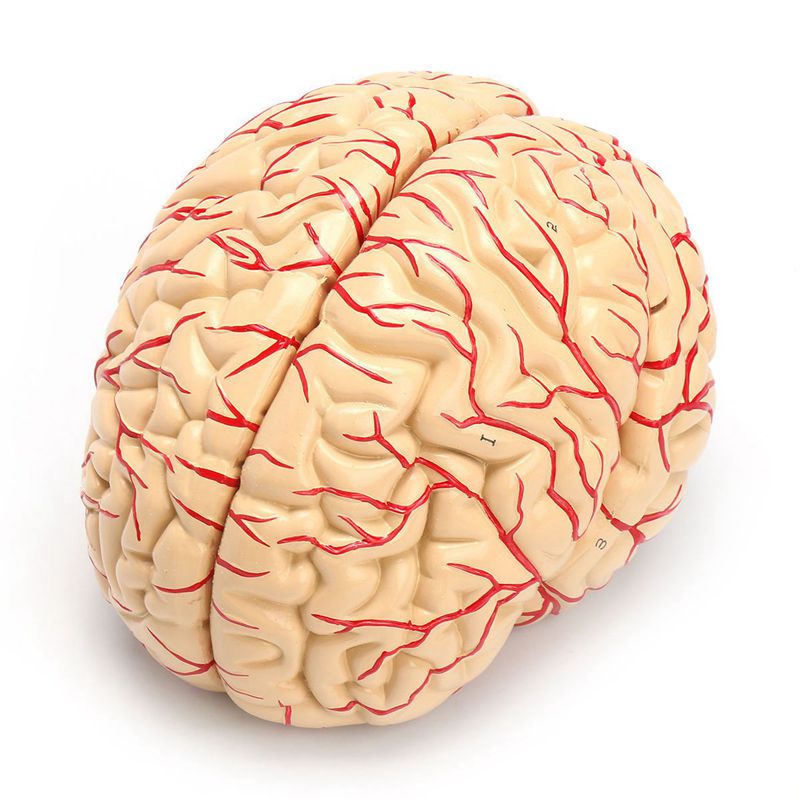 Anatomical 3D Human Brain Model, Life-Size by HitMyNeed