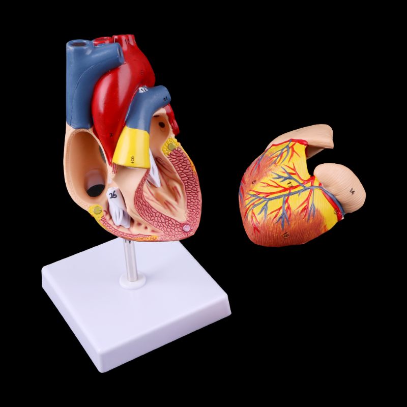 Anatomical Heart Model with Detachable Base by HitMyNeed