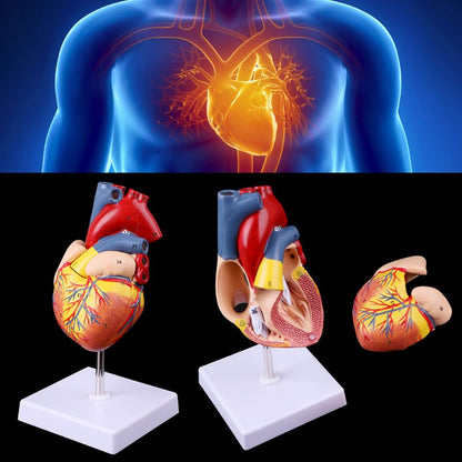 Anatomical Heart Model with Detachable Base by HitMyNeed