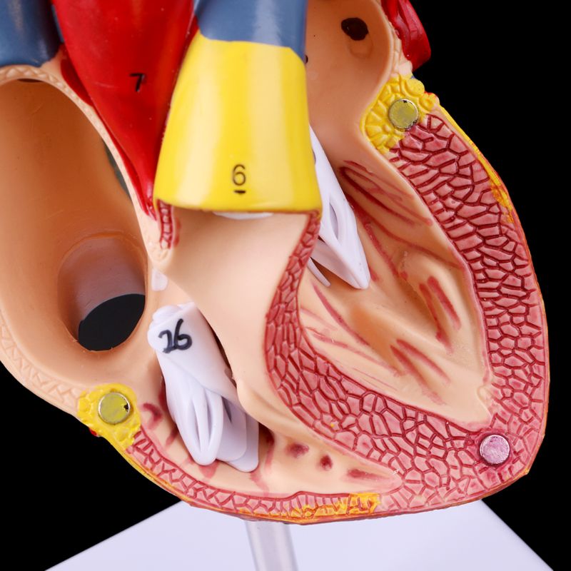 Anatomical Heart Model with Detachable Base by HitMyNeed