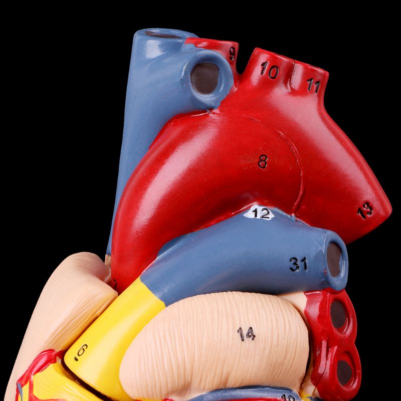 Anatomical Heart Model with Detachable Base by HitMyNeed