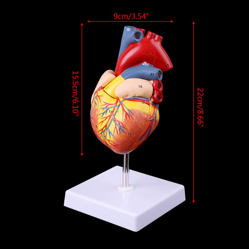 Anatomical Heart Model with Detachable Base by HitMyNeed