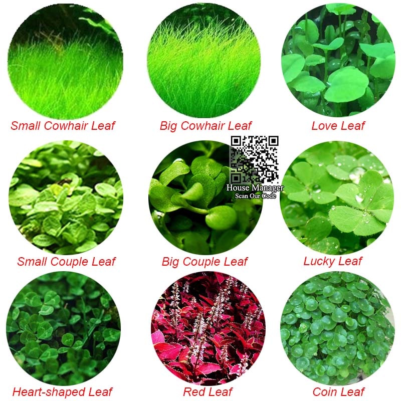 Aquarium Live Plant Seed Mix - 6 Random Packs by HitMyNeed