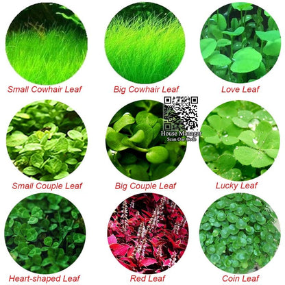 Aquarium Live Plant Seed Mix - 6 Random Packs by HitMyNeed
