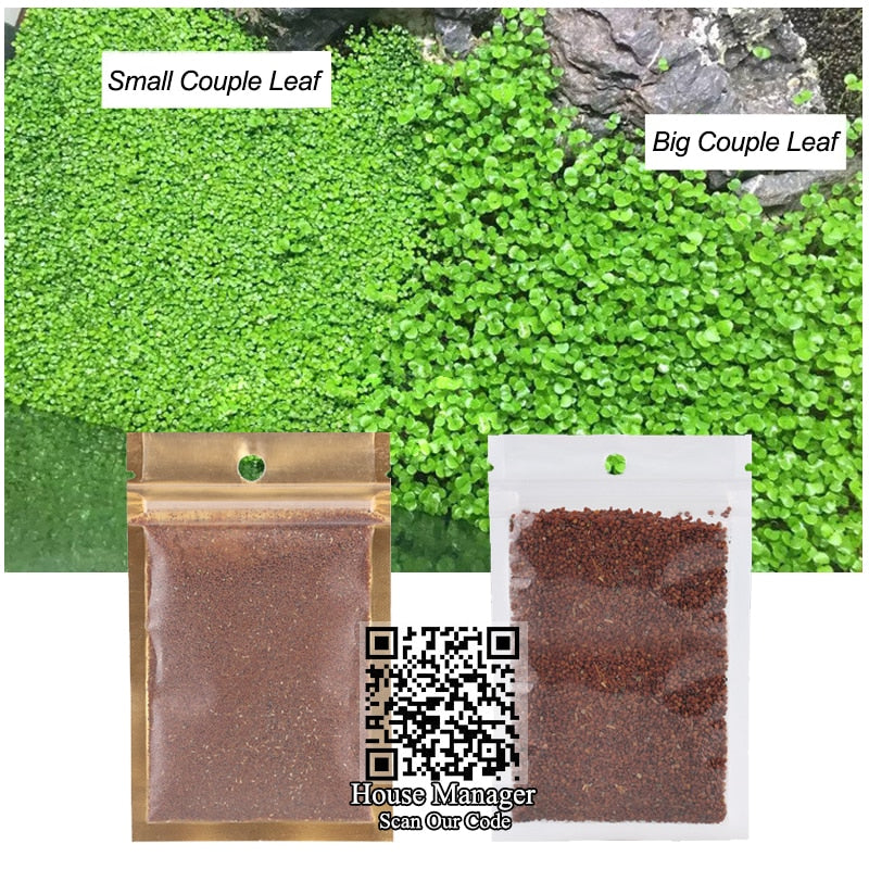 Aquarium Live Plant Seed Mix - 6 Random Packs by HitMyNeed