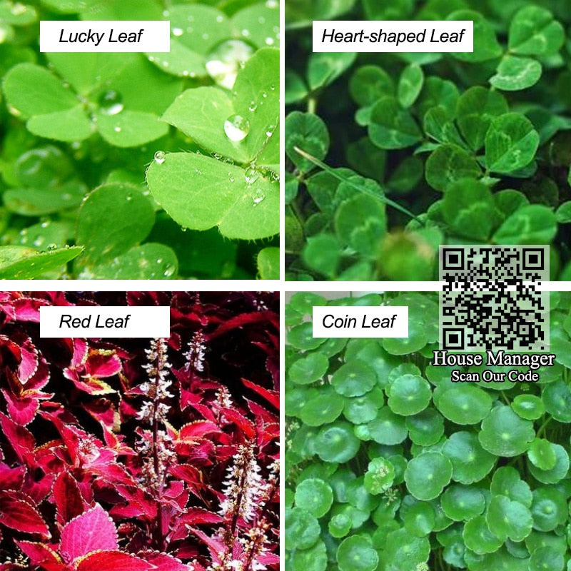 Aquarium Live Plant Seed Mix - 6 Random Packs by HitMyNeed