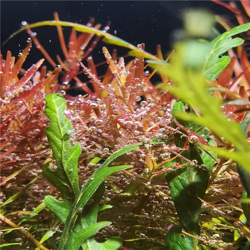 Aquarium WRGB Full Spectrum LED 8500K 25-65W by HitMyNeed