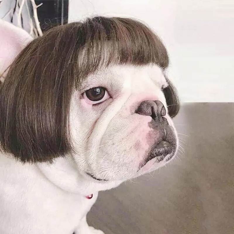 Bob Cut Pug Wig with Bangs for Small Pets by HitMyNeed