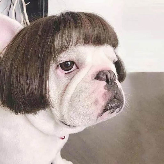 Bob Cut Pug Wig with Bangs for Small Pets by HitMyNeed