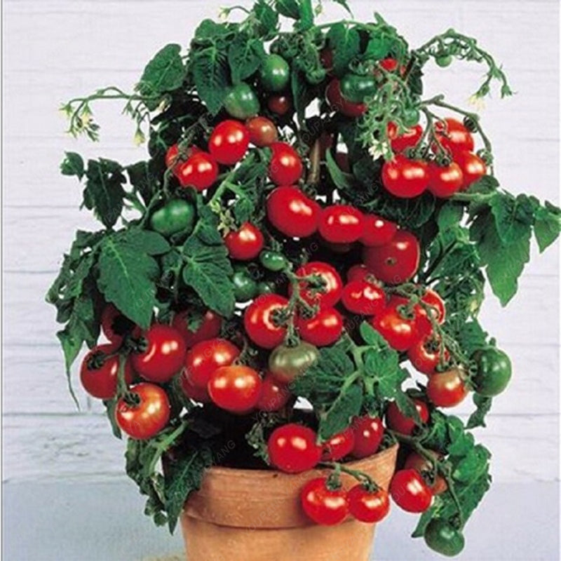 Bonsai Cherry Tomato Seeds for Pots (100 Seeds) by HitMyNeed