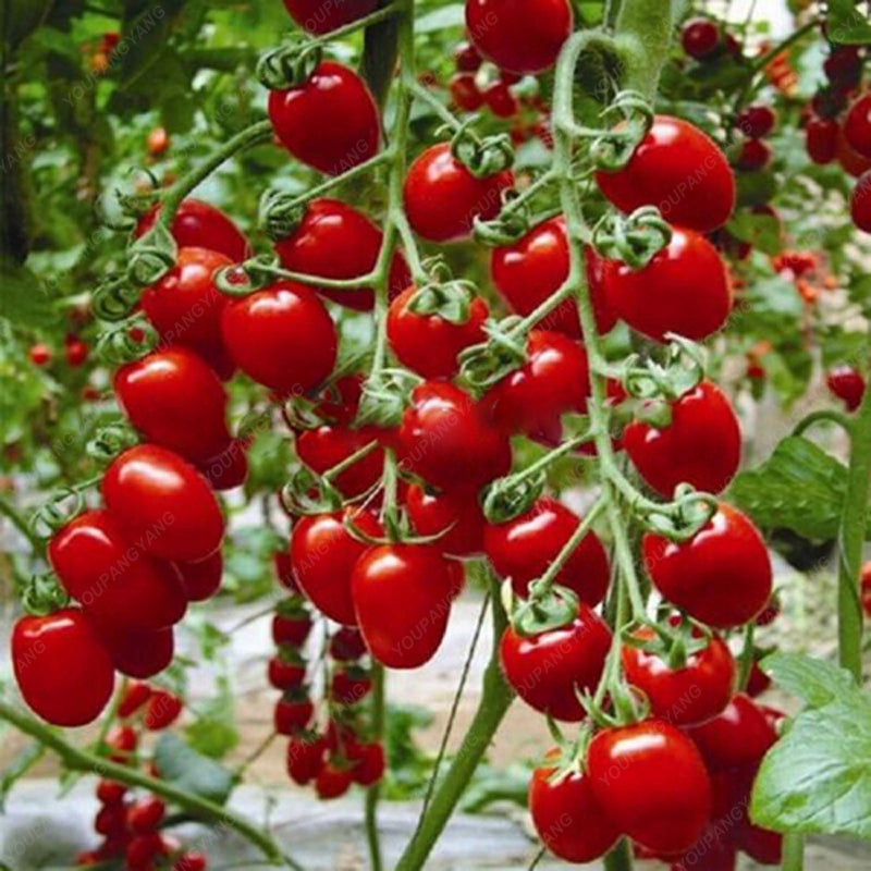 Bonsai Cherry Tomato Seeds for Pots (100 Seeds) by HitMyNeed