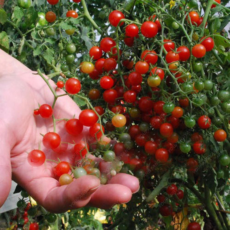Bonsai Cherry Tomato Seeds for Pots (100 Seeds) by HitMyNeed