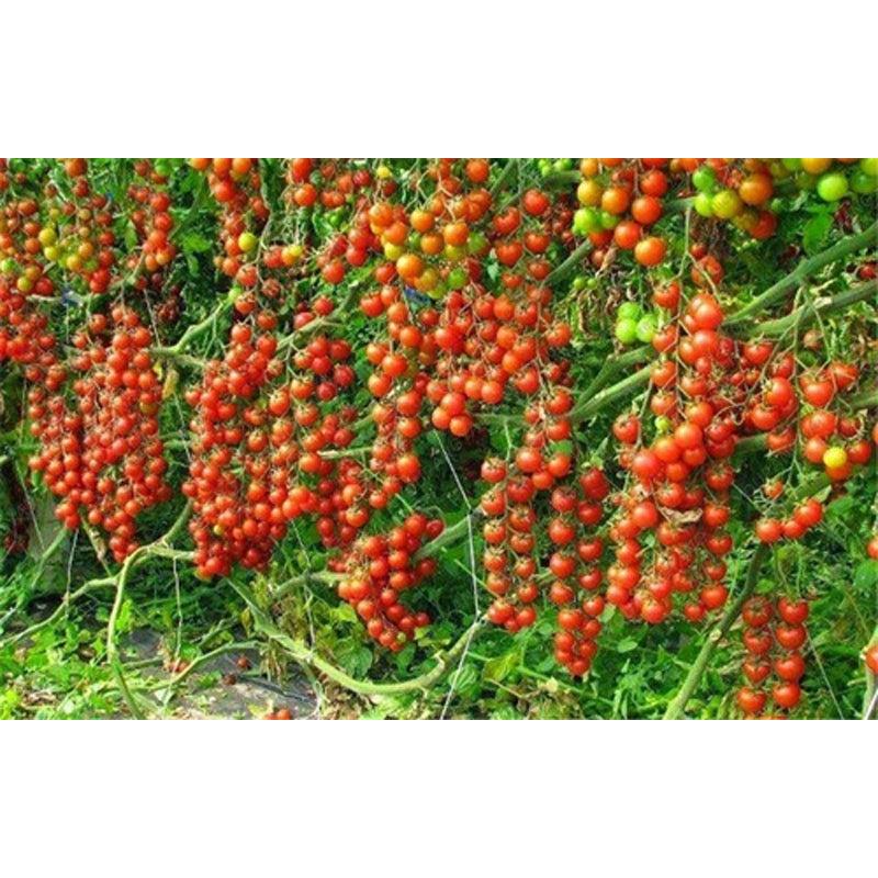 Bonsai Cherry Tomato Seeds for Pots (100 Seeds) by HitMyNeed