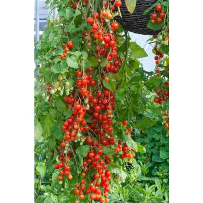 Bonsai Cherry Tomato Seeds for Pots (100 Seeds) by HitMyNeed