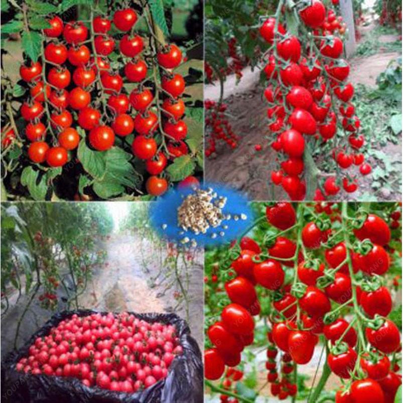 Bonsai Cherry Tomato Seeds for Pots (100 Seeds) by HitMyNeed