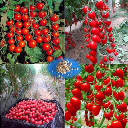 Bonsai Cherry Tomato Seeds for Pots (100 Seeds) by HitMyNeed