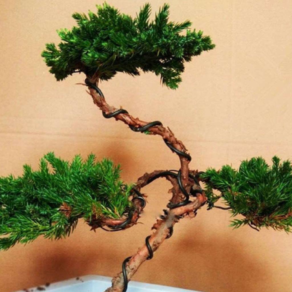 Bonsai Training Wire Set, 6 Rolls Aluminum (5m Each) by HitMyNeed