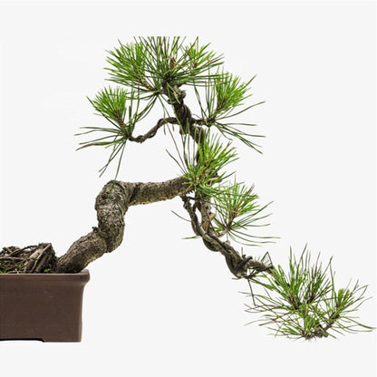 Bonsai Training Wire Set, 6 Rolls Aluminum (5m Each) by HitMyNeed