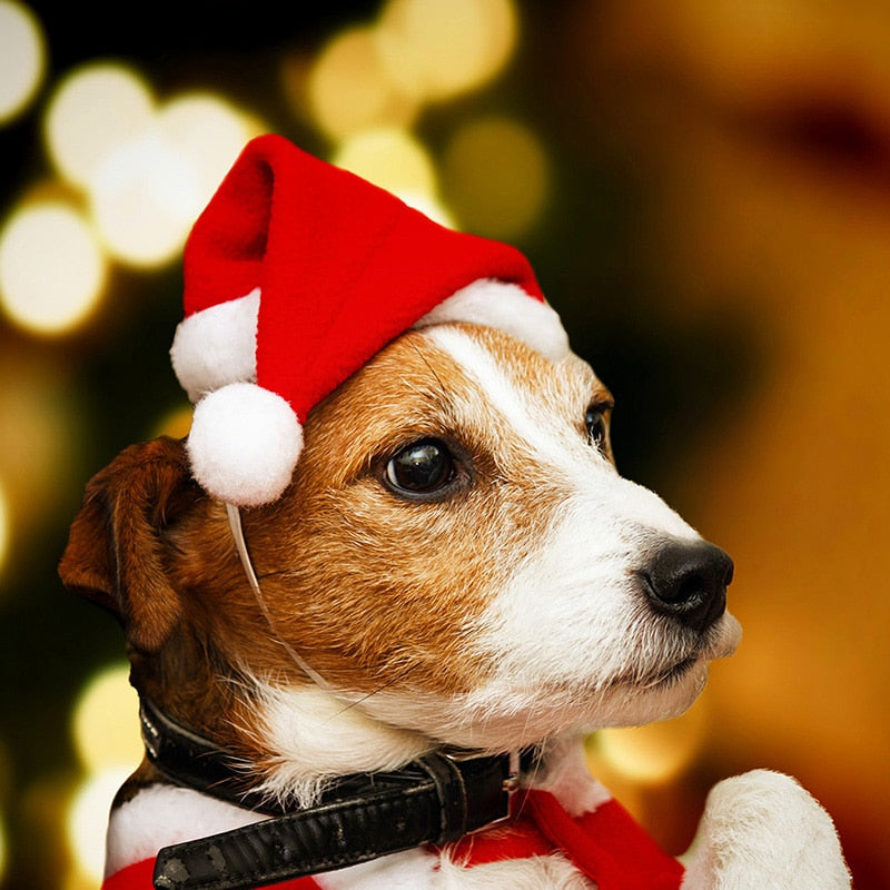 Christmas Santa Hat for Dogs with Adjustable Strap by HitMyNeed
