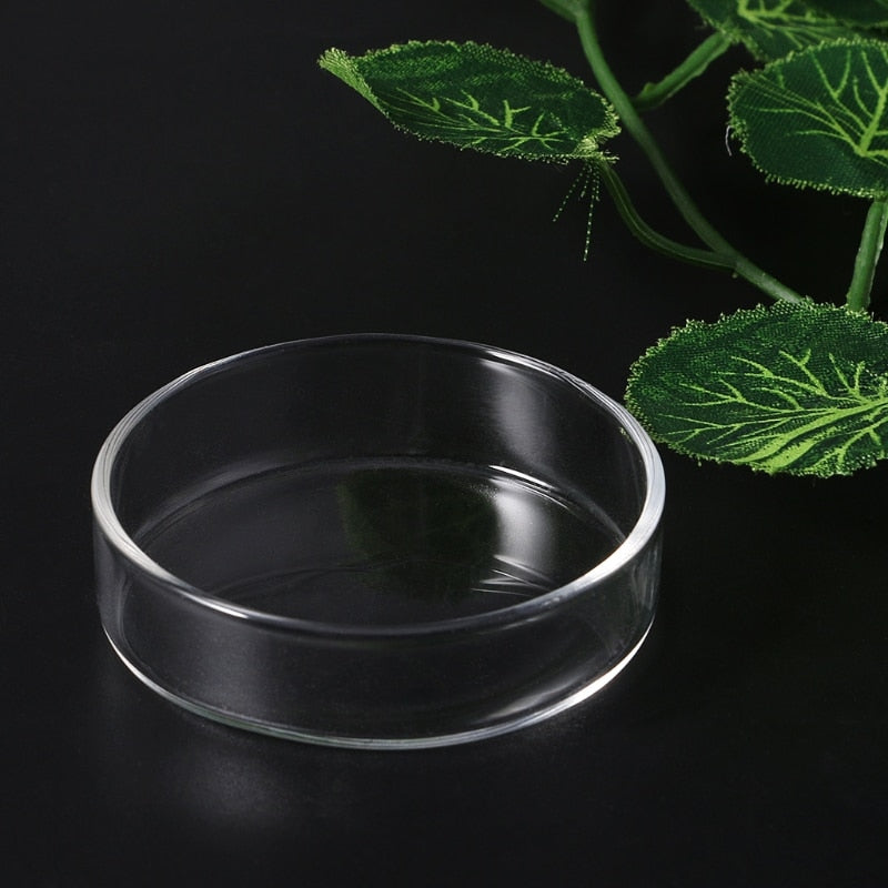 Clear Glass Shrimp Feeder Dish for Aquariums by HitMyNeed