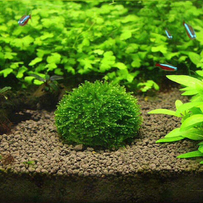 Clear Plastic Aquarium Plant Holder with Gravel by HitMyNeed