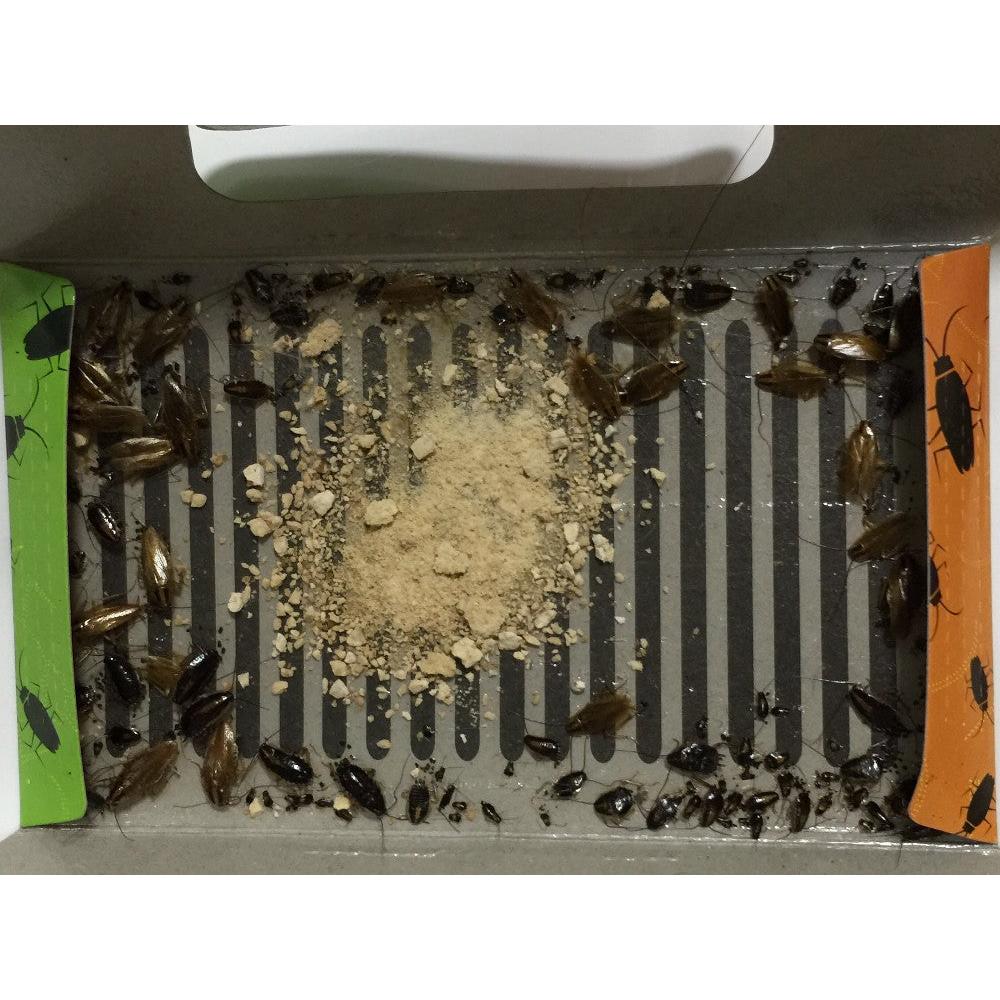 Cockroach, Ant & Spider Glue Traps (Set of 10) by HitMyNeed