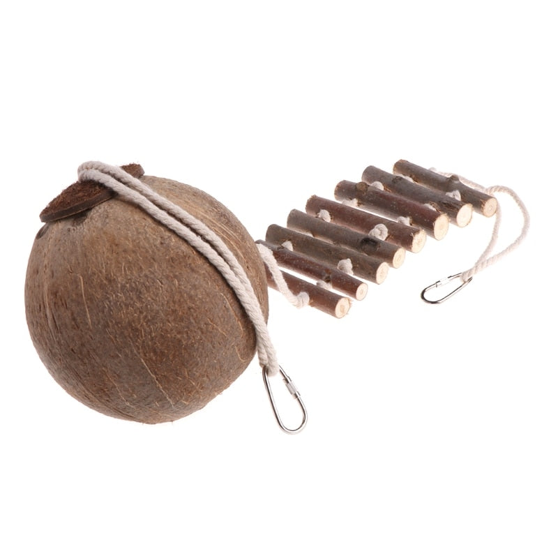 Coconut Bird House with Ladder for Small Parrots by HitMyNeed