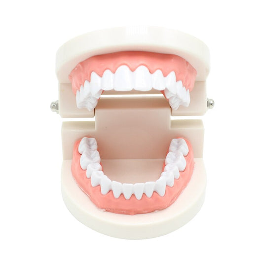 Dental Teeth Model Demonstration Tool by HitMyNeed