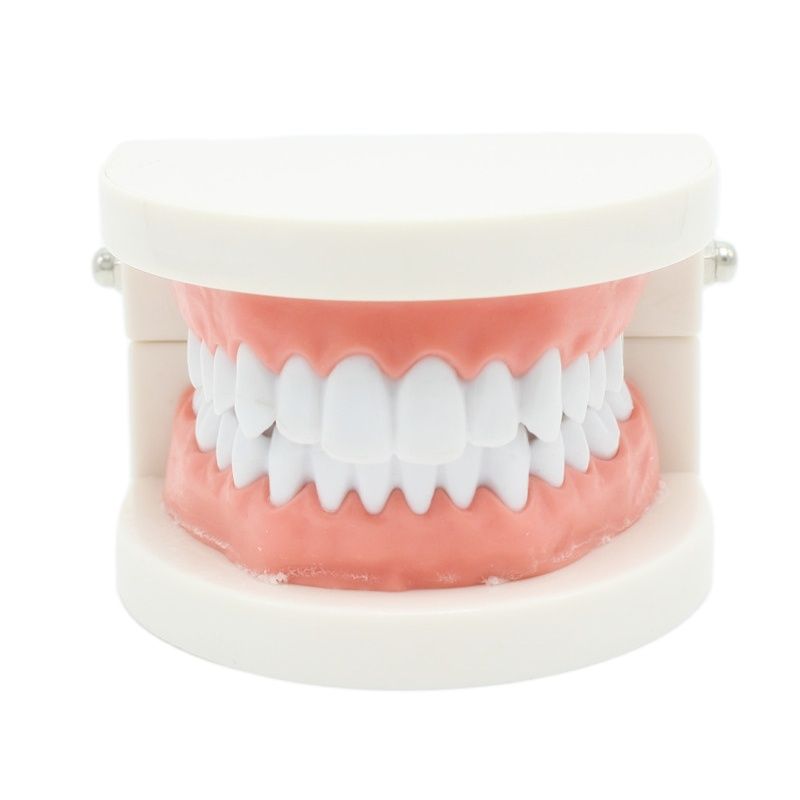 Dental Teeth Model Demonstration Tool by HitMyNeed