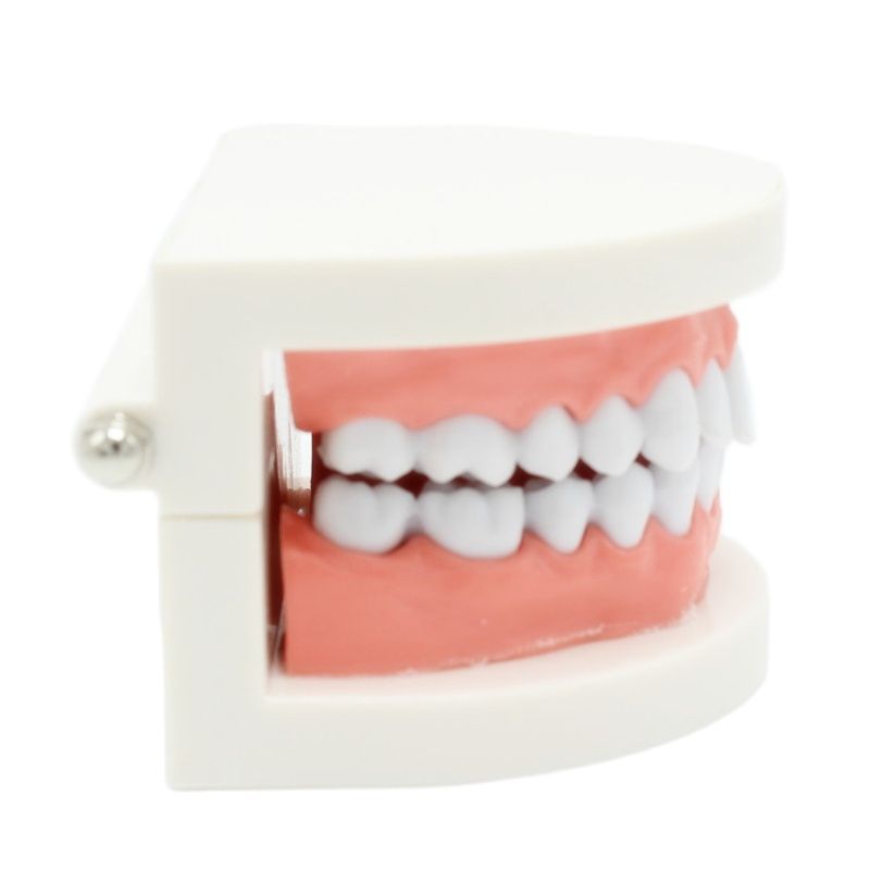 Dental Teeth Model Demonstration Tool by HitMyNeed