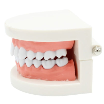 Dental Teeth Model Demonstration Tool by HitMyNeed
