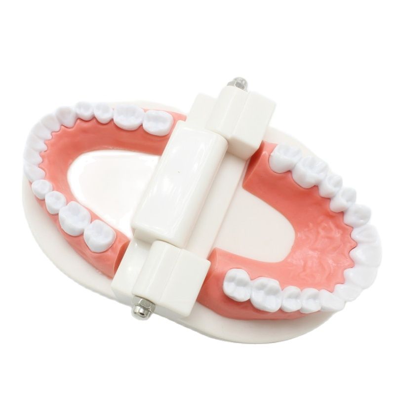 Dental Teeth Model Demonstration Tool by HitMyNeed