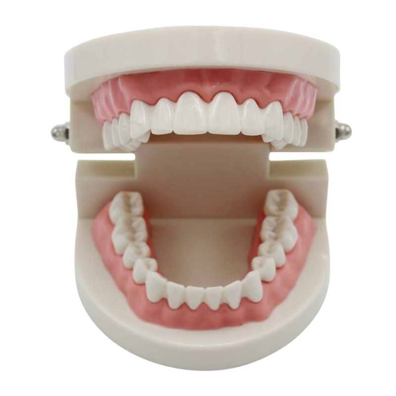 Dental Teeth Model Demonstration Tool by HitMyNeed