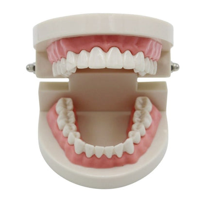 Dental Teeth Model Demonstration Tool by HitMyNeed