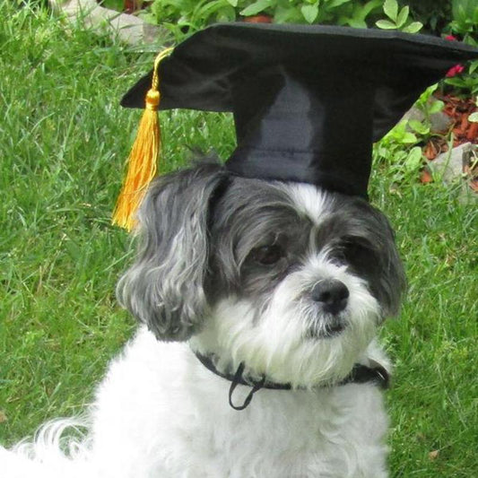 Dog Graduation Cap Pet Costume with Adjustable Strap by HitMyNeed