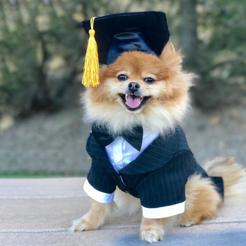 Dog Graduation Cap Pet Costume with Adjustable Strap by HitMyNeed