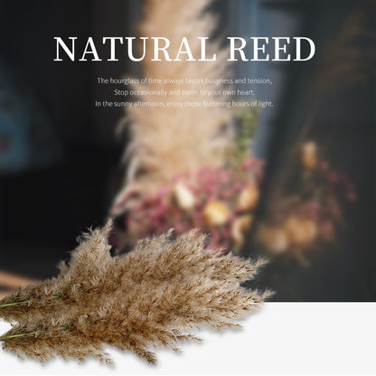 Dried Natural Pampas Grass Decor (10 Stems) by HitMyNeed