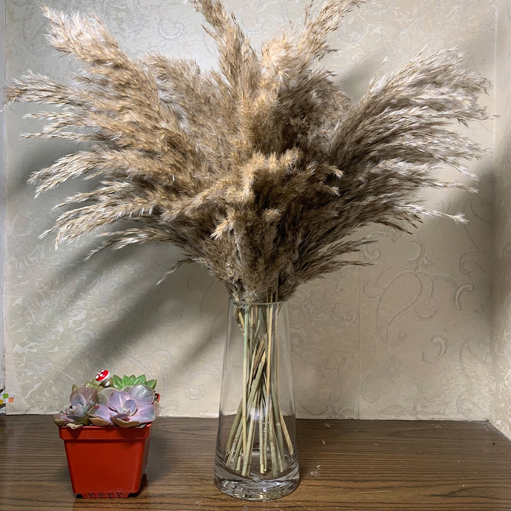 Dried Natural Pampas Grass Decor (10 Stems) by HitMyNeed