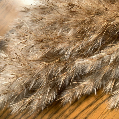 Dried Natural Pampas Grass Decor (10 Stems) by HitMyNeed