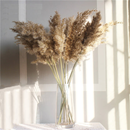 Dried Pampas Grass Rustic Décor (20 Stems, 55-60cm) by HitMyNeed